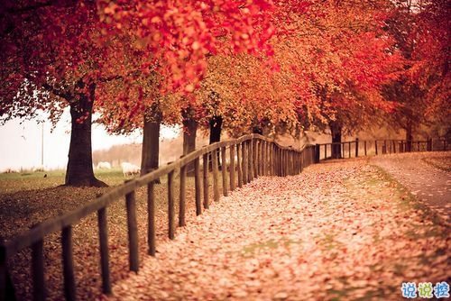 2019最新qq小情話帶圖片大全 最感動(dòng)的唯美情話說(shuō)說(shuō)2