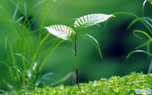 很特別的早安說說大全帶圖片 朋友圈早安心語(yǔ)獨(dú)一無(wú)二吸引人11