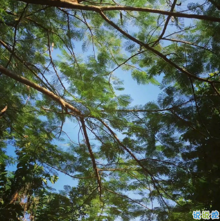 微博說說大全帶圖片女生唯美：所有的姍姍來遲，都是剛好的開始1