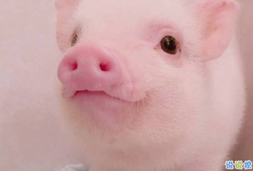 2018簡(jiǎn)單的一句話卻很搞笑的說說 有福同享有肉你長(zhǎng)1