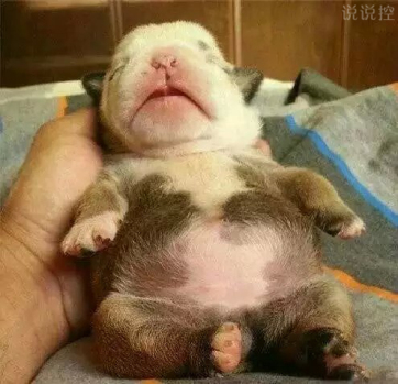 搞笑的說說句子 搞笑的說說句子