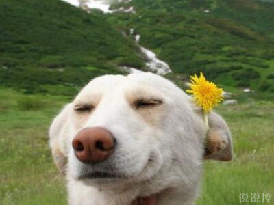 超級搞笑的說說，超級搞笑的段子