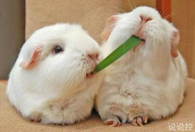 可愛說說萌萌噠，可愛說說大全