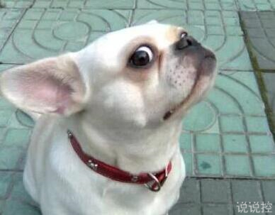 搞笑的說(shuō)說(shuō)句子