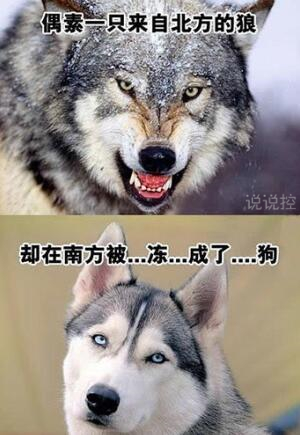 幽默搞笑句子加圖片，幽默句子帶圖片大全7