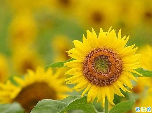 2019高考鼓勵(lì)自己的一段話 高考加油經(jīng)典說說致所有考生2