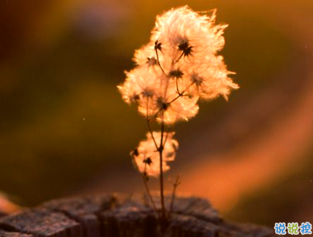 深有感悟的傷感愛情說(shuō)說(shuō) 簡(jiǎn)短一句話直戳人心的愛情說(shuō)說(shuō)1