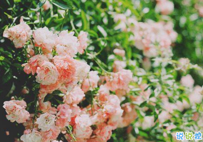 2019四月微信說(shuō)說(shuō)心情短語(yǔ) 四月你好一句話說(shuō)說(shuō)2