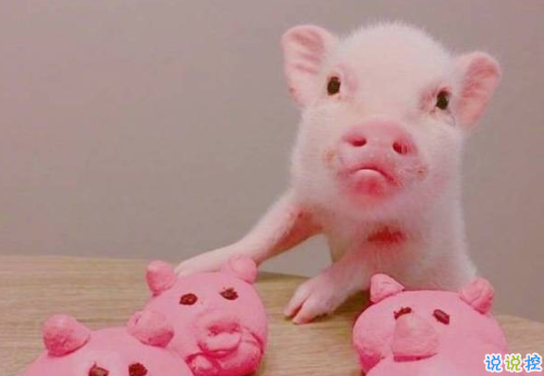 2018簡(jiǎn)單的一句話卻很搞笑的說說 有福同享有肉你長(zhǎng)2