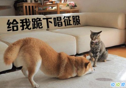 生活中那些搞笑的說說大全：好看的皮囊嫌你丑，有趣的靈魂厭你俗1