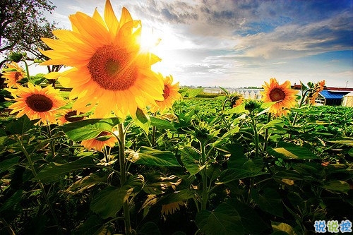 適合公布戀情的唯美說(shuō)說(shuō) 朋友圈秀恩愛(ài)的說(shuō)說(shuō)大全1