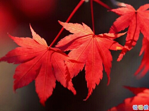 抖音最吸引人的經(jīng)典說(shuō)說(shuō) 發(fā)朋友圈別人點(diǎn)贊必評(píng)的個(gè)性說(shuō)說(shuō)1