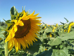 2018九月你好唯美經(jīng)典說說精選 八月再見九月你好明天會(huì)更好