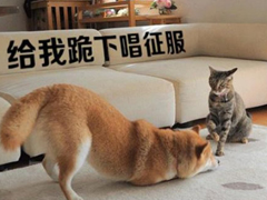 生活中那些搞笑的說說大全：好看的皮囊嫌你丑，有趣的靈魂厭你俗