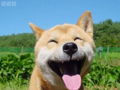 微信朋友圈萬(wàn)能神評(píng)論，微信朋友圈惡搞評(píng)論