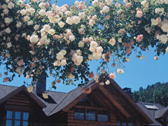 很喜歡對(duì)方的粉色少女心甜蜜溫暖的愛(ài)情說(shuō)說(shuō)大全