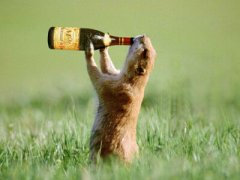 搞笑QQ說(shuō)說(shuō)大全：別再敬往事一杯酒了，往事都特么喝吐了