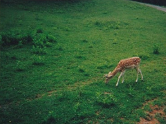 喜歡獨來獨往的人是怎樣的心理狀態(tài) 享受一個人的心情說說很特別