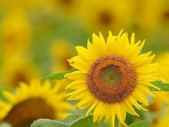 2019高考鼓勵自己的一段話 高考加油經(jīng)典說說致所有考生