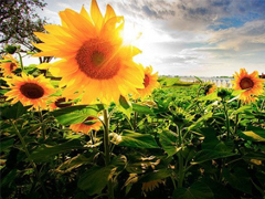 適合公布戀情的唯美說(shuō)說(shuō) 朋友圈秀恩愛(ài)的說(shuō)說(shuō)大全