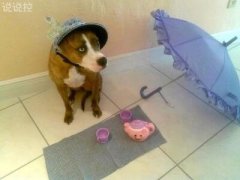 搞笑說(shuō)說(shuō)笑死人，笑死不償命的說(shuō)說(shuō)