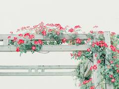 提起愛情就想哭的傷感說說 關于感情的傷感愛情說說