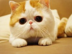 搞笑的說說：本想一口一口吃掉憂愁，沒曾想?yún)s一口一口吃成肉球