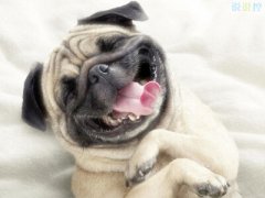 搞笑說(shuō)說(shuō)別人必贊：你現(xiàn)在補(bǔ)作業(yè)流的眼淚，是你浪的時(shí)候進(jìn)的水