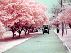 最新女生唯美說(shuō)說(shuō)帶圖片大全 有詩(shī)意很文藝的一些唯美句子