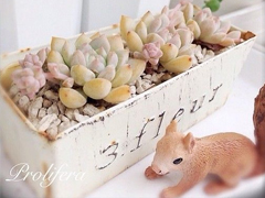 唯美溫暖的小清新句子帶圖片 你是天邊的霞光吞吐腳畔的薔薇含羞