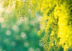 古風(fēng)說說帶圖片：死生契闊，與子成說，執(zhí)子之手，與子偕老