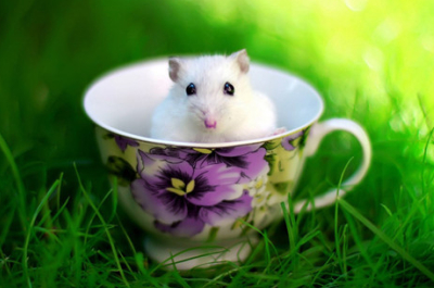 勵(lì)志說說帶圖片：累了想想灰太狼，想想光頭強(qiáng)，沒有理由不堅(jiān)強(qiáng)