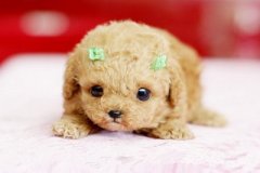 流行的說說帶圖片：那誰，我到底欠你什么，連夢(mèng)里你都要讓我難過