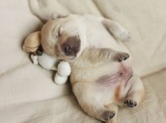 搞笑說說帶圖片：參加了一放鴿子大賽，結(jié)果比賽時就我一個人去了