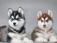 一瞬間戳中你笑點的搞笑說說帶圖片