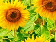 七月早安正能量勵(lì)志哲理說(shuō)說(shuō)帶圖 早安！七月！