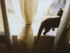 關(guān)于愛情的有些傷感難過的說說帶圖片 遇你之后步步都難走