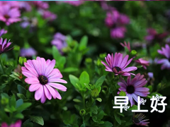 2018早安語錄正能量語句每天一句 微信早安語錄正能量滿滿