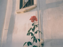 很有詩(shī)意的英文哲理句子 一句話但是很有意思的內(nèi)涵句子