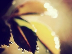 輸?shù)靡凰康膼矍閭姓f說 句句寫入心坎的傷感說說大全