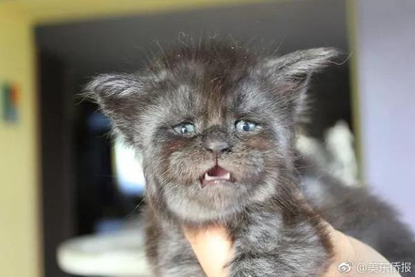 （[進(jìn)博故事]）進(jìn)博“帶貨”驅(qū)動(dòng)佳沛闖出新天地