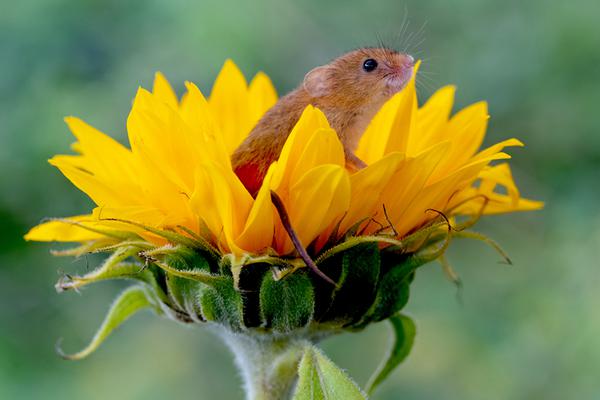 【湖北】省博物館創(chuàng)意美食“出圈” 游客嘗鮮“漂亮飯”