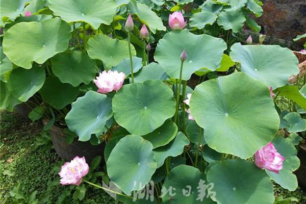 利華控股集團(tuán)(013‘46.H’K)擬1300萬(wàn)美元收購(gòu)澳洲及美國(guó)資產(chǎn)