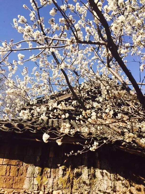 束河桃花塢，在茶馬古道浮生清閑陪父母慢慢變