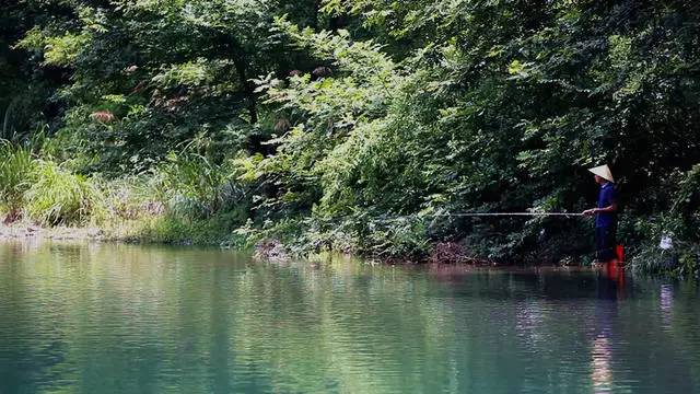 梧桐小筑，一幅靜靜舒展的水墨畫卷