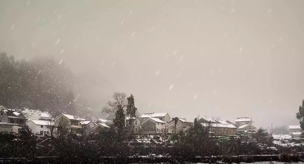 梧桐小筑，一幅靜靜舒展的水墨畫卷