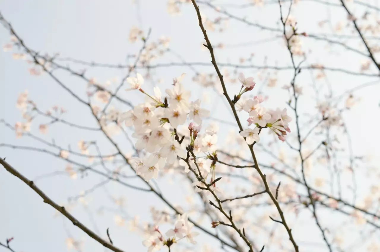 瓜洲云裳山村，春風又綠江岸春