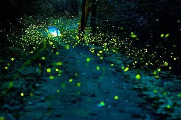 莫干山悠然九希，面朝竹海背向茶山的避暑圣地