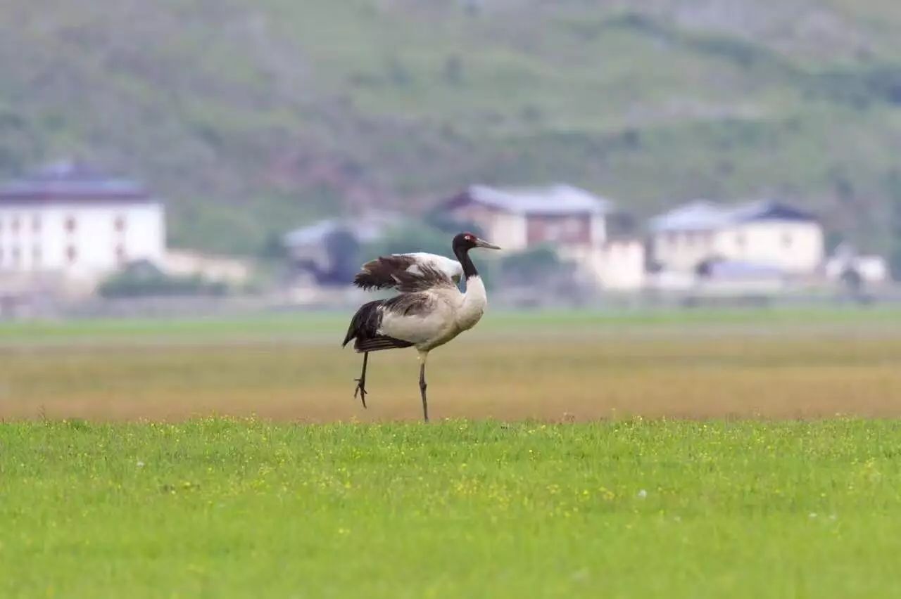 香格里拉薩洛頤度假酒店，以上帝視角看納帕海