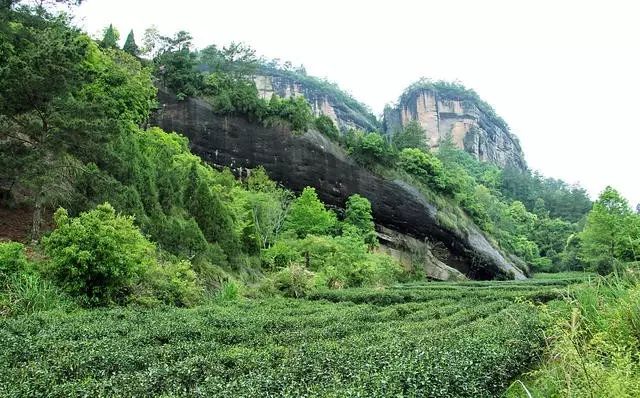 烏龍先生，用心做好茶發(fā)揚(yáng)博大精深的茶文化